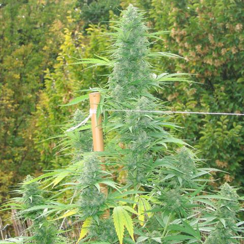 Mimosa x Orange Punch Auto (Punani Pief) growlog photo: Today: 🥶🧊⛅️🌤🥶⛅️🌤
