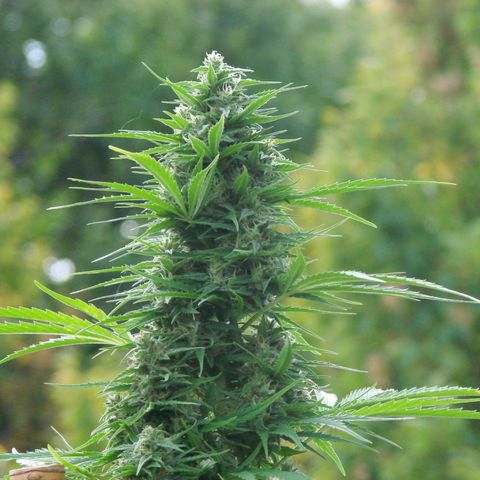 Mimosa x Orange Punch Auto (Punani Pief) growlog photo: Today: 🥶🧊⛅️🌤🥶⛅️🌤