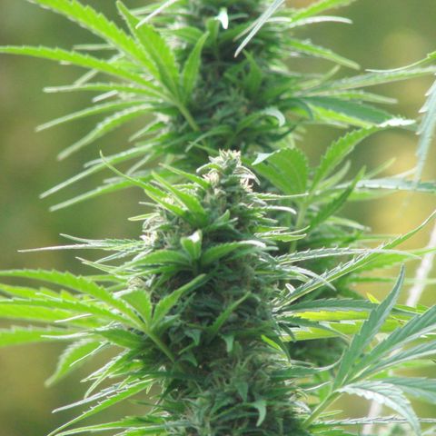 Mimosa x Orange Punch Auto (Punani Pief) growlog photo: Today: 🥶🧊⛅️🌤🥶⛅️🌤