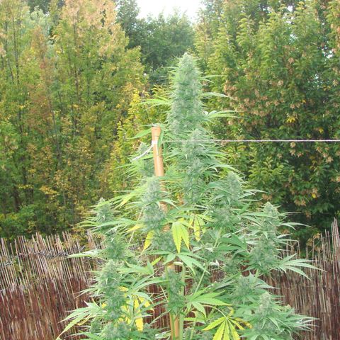 Mimosa x Orange Punch Auto (Punani Pief) growlog photo: Today: 🥶🧊⛅️🌤🥶⛅️🌤