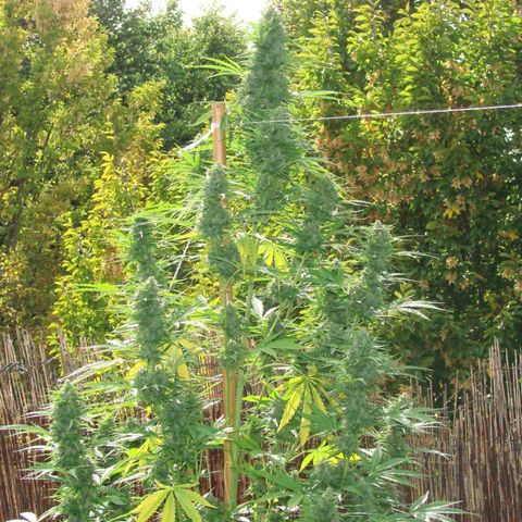 Mimosa x Orange Punch Auto (Punani Pief) growlog photo: Today: 🥶🧊⛅️🌤🥶⛅️🌤