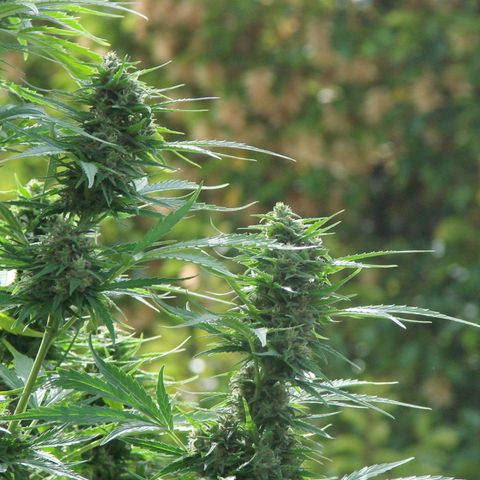 Mimosa x Orange Punch Auto (Punani Pief) growlog photo: Today: 🥶🧊⛅️🌤🥶⛅️🌤