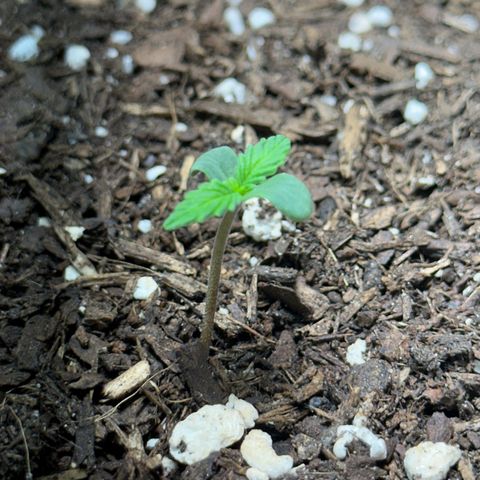 Cookies Gelato growlog timeline photo