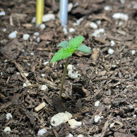 Cookies Gelato growlog timeline photo