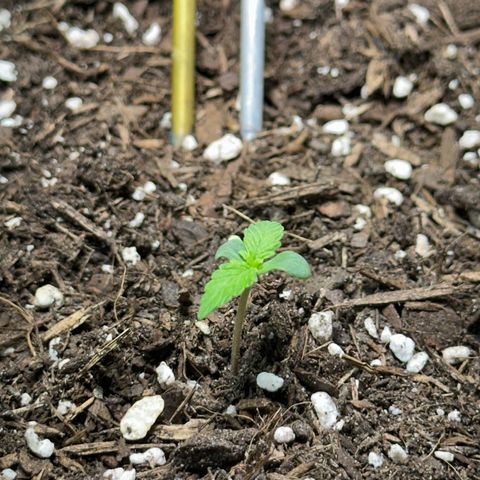 Cookies Gelato growlog timeline photo