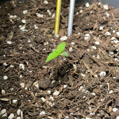 Cookies Gelato growlog timeline photo
