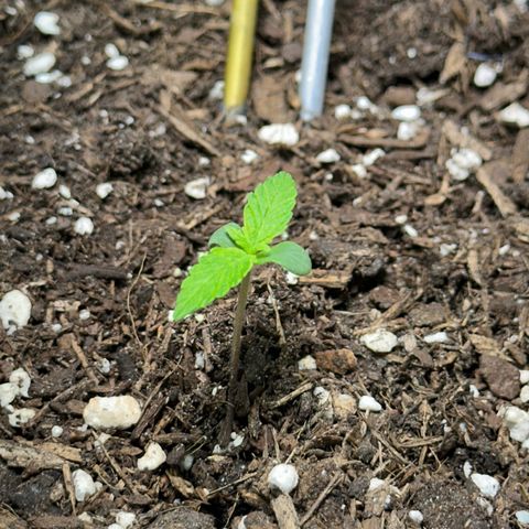 Cookies Gelato growlog timeline photo