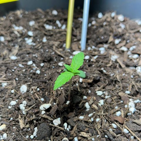 Cookies Gelato growlog timeline photo