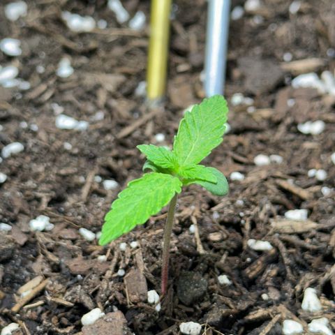 Cookies Gelato growlog timeline photo
