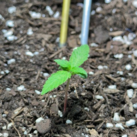 Cookies Gelato growlog timeline photo