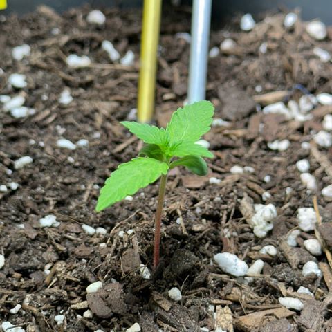 Cookies Gelato growlog timeline photo