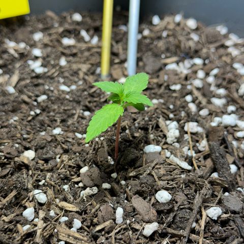 Cookies Gelato growlog timeline photo