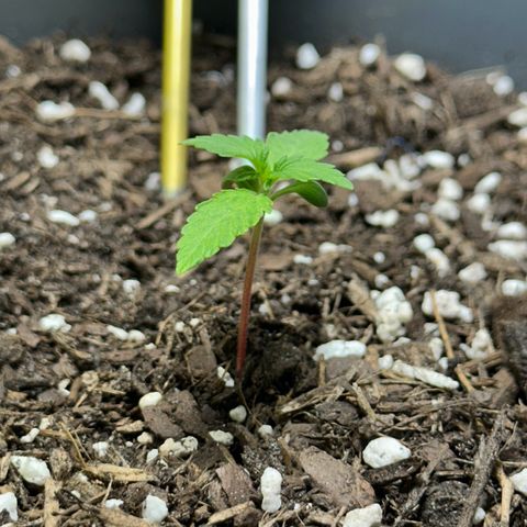Cookies Gelato growlog timeline photo