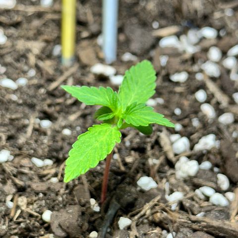 Cookies Gelato growlog timeline photo