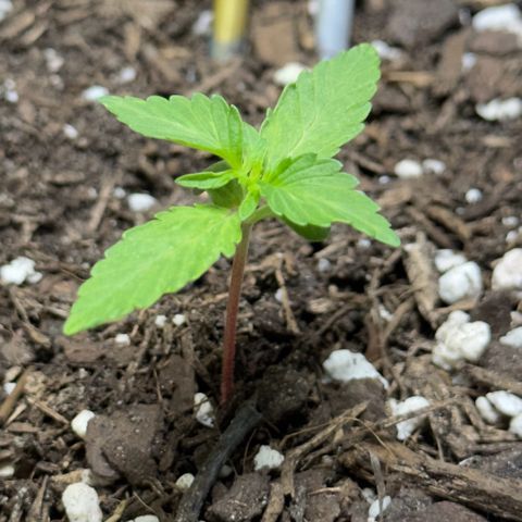 Cookies Gelato growlog timeline photo