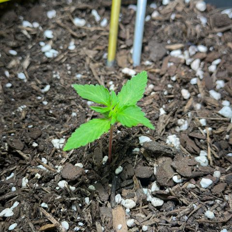 Cookies Gelato growlog timeline photo