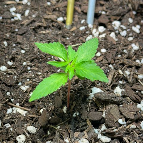 Cookies Gelato growlog timeline photo