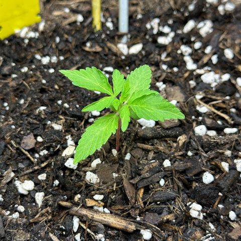 Cookies Gelato growlog timeline photo