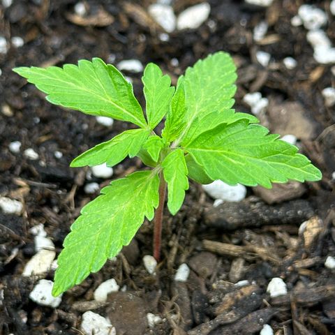 Cookies Gelato growlog timeline photo