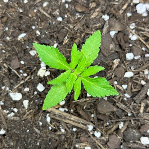 Cookies Gelato growlog timeline photo