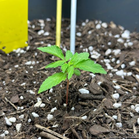 Cookies Gelato growlog timeline photo
