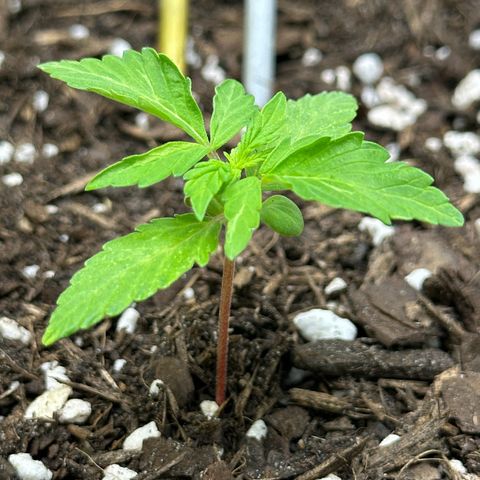 Cookies Gelato growlog timeline photo