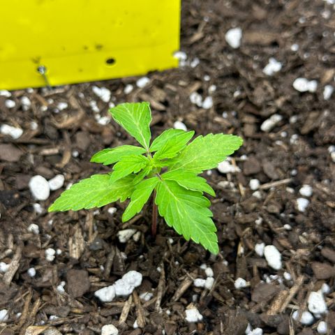 Cookies Gelato growlog timeline photo
