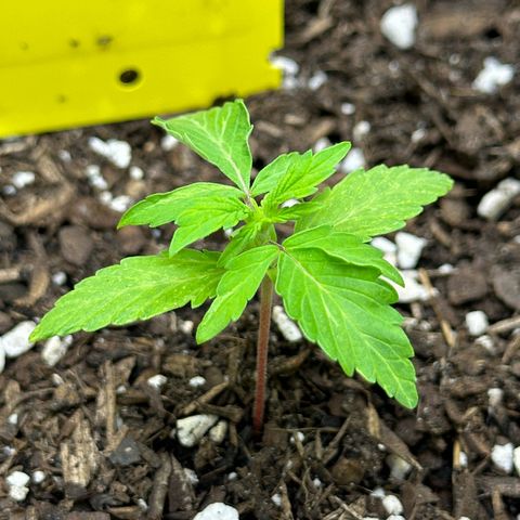 Cookies Gelato growlog timeline photo