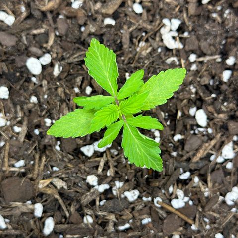 Cookies Gelato growlog timeline photo