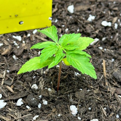 Cookies Gelato growlog timeline photo