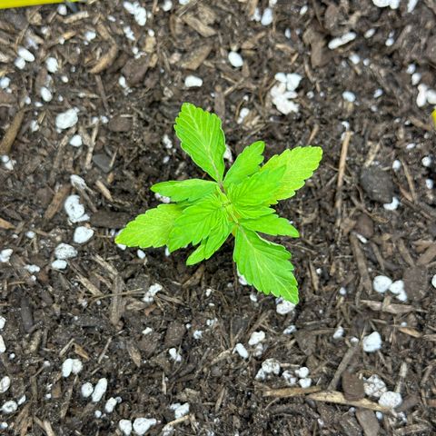 Cookies Gelato growlog timeline photo