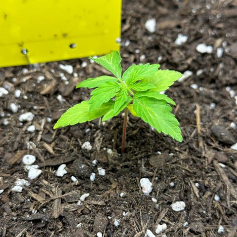 Cookies Gelato growlog timeline photo