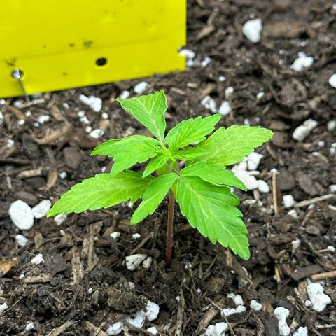 Cookies Gelato growlog timeline photo