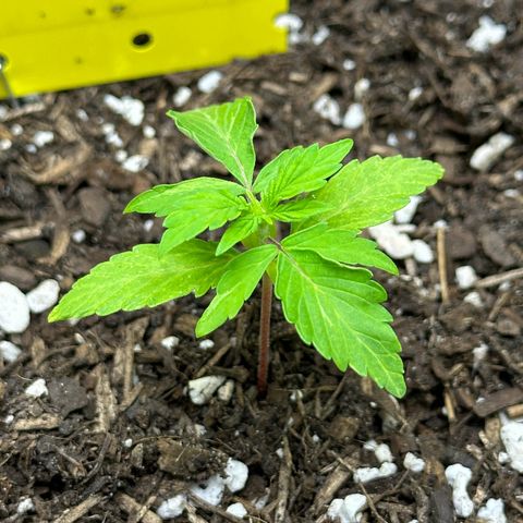 Cookies Gelato growlog timeline photo