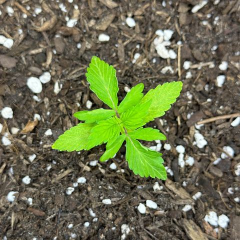 Cookies Gelato growlog timeline photo