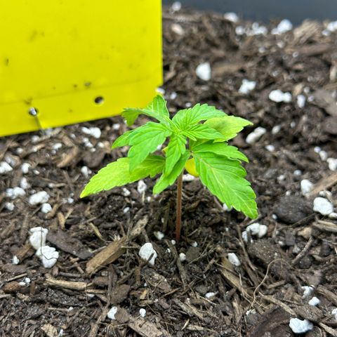 Cookies Gelato growlog timeline photo