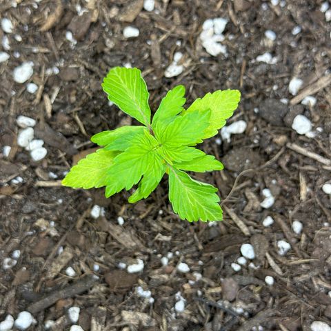 Cookies Gelato growlog timeline photo