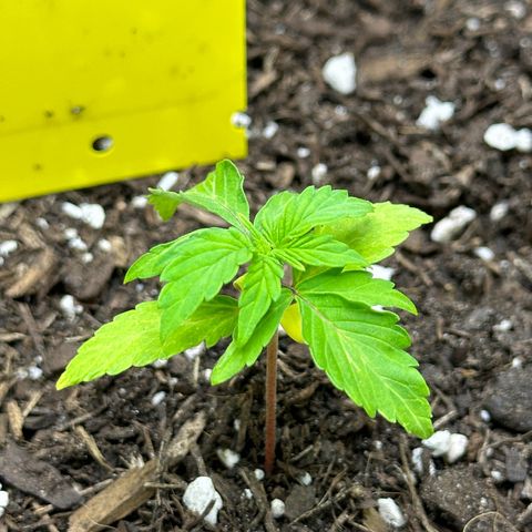 Cookies Gelato growlog timeline photo
