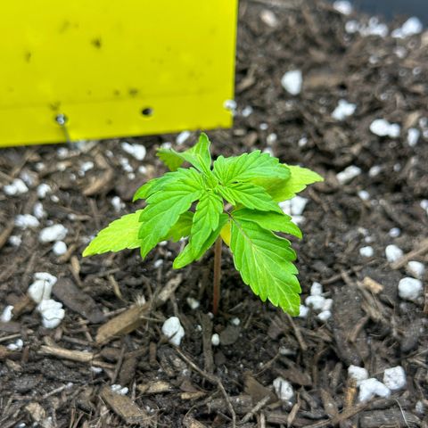Cookies Gelato growlog timeline photo