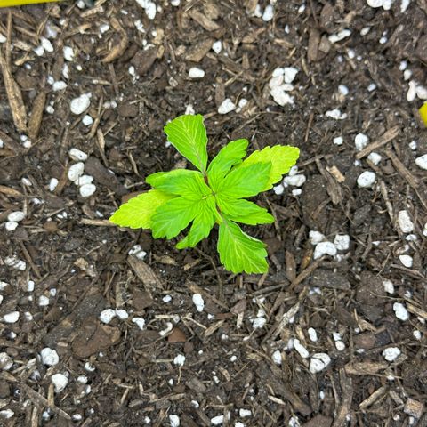 Cookies Gelato growlog timeline photo