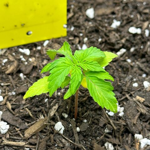 Cookies Gelato growlog timeline photo
