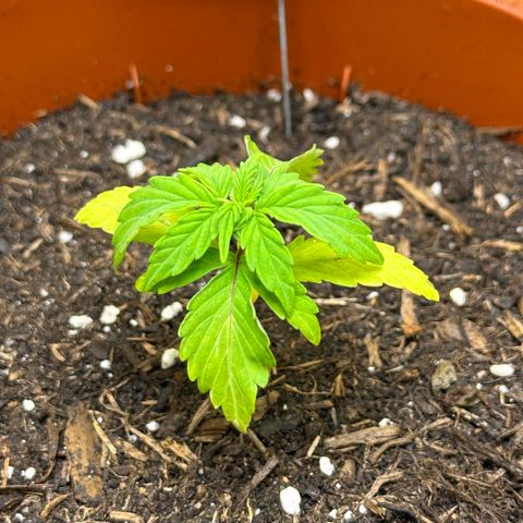 Cookies Gelato growlog timeline photo
