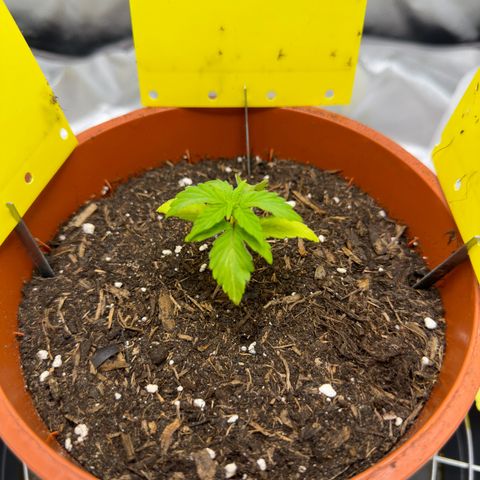 Cookies Gelato growlog timeline photo