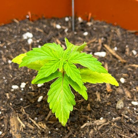 Cookies Gelato growlog timeline photo