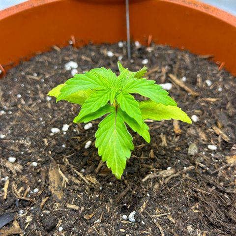 Cookies Gelato growlog timeline photo