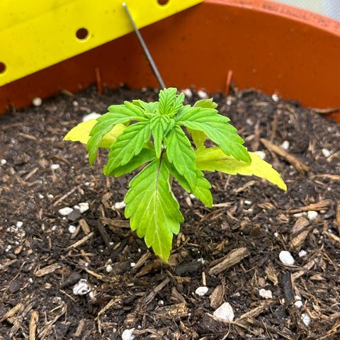 Cookies Gelato growlog timeline photo