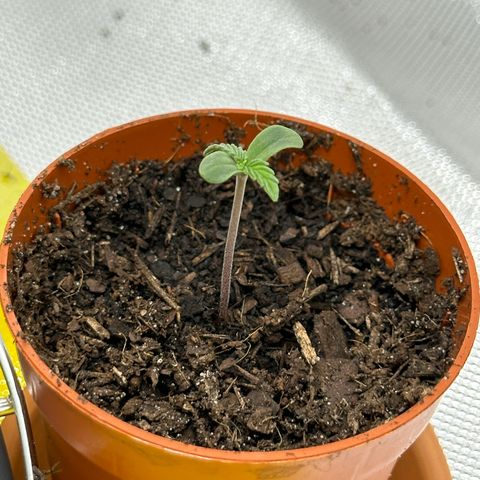 Northern Lights Automatic growlog timeline photo