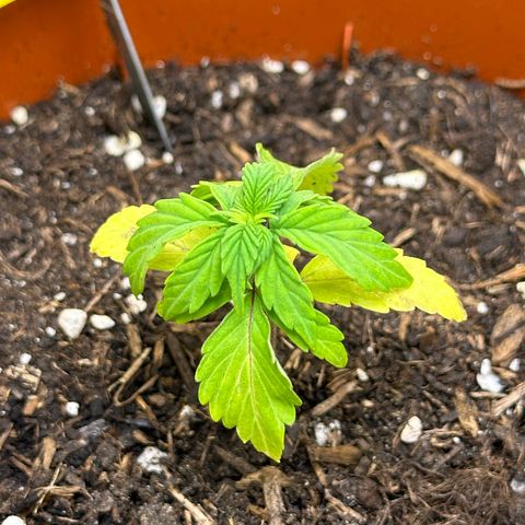 Cookies Gelato growlog timeline photo