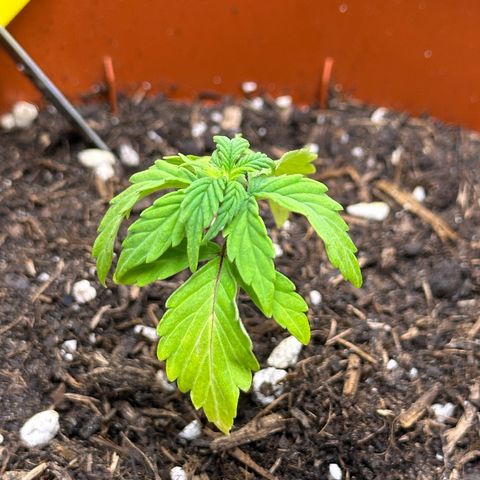 Cookies Gelato growlog timeline photo