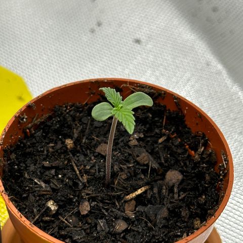 Northern Lights Automatic growlog timeline photo